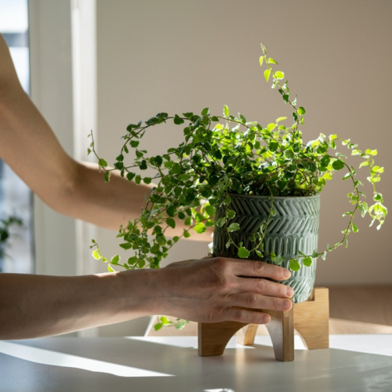 Kako da sobne biljke prežive zimu? Ovo su cake iskusnih baštovana