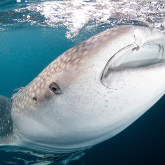 Ogromno morsko čudovište od 4,3 metra isplivalo na plažu FOTO