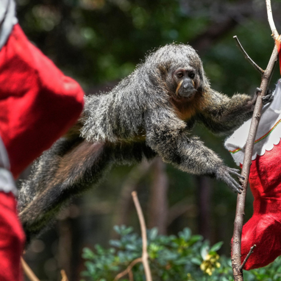 Nova analiza fosila ukazuje na najranijeg mogućeg pretka ljudi