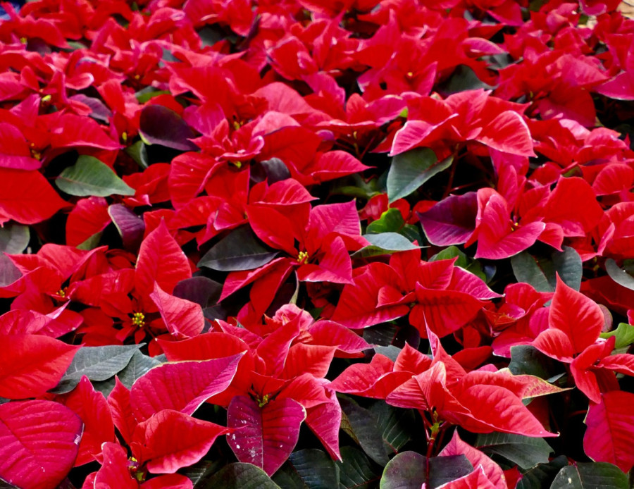 Božićna zvezda je simbol praznika, a pomoću ovog trika joj možete produžiti život