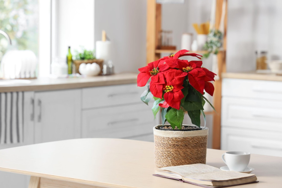 Božićna zvezda je simbol praznika, a pomoću ovog trika joj možete produžiti život