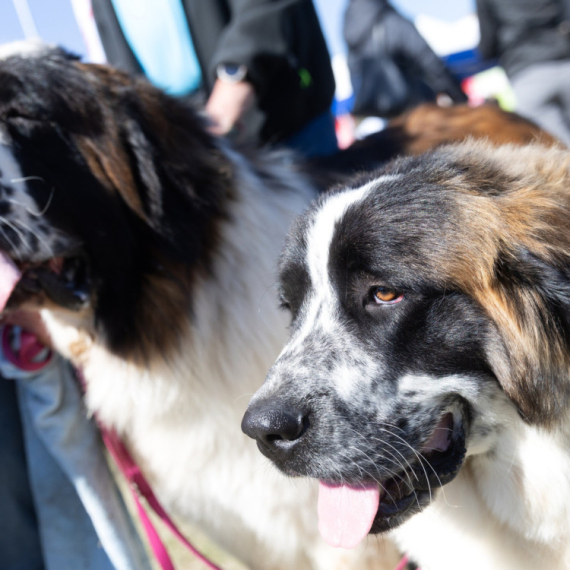 Pas lutalica vodio turiste po Skoplju i postao hit na TikToku VIDEO