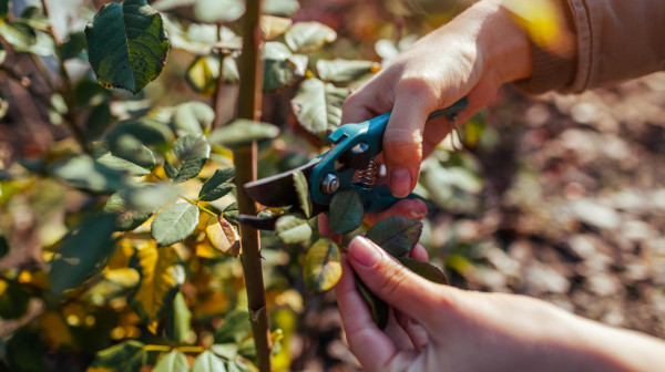 Ruže će bujno cvetati u proleće ako ovaj ključni zadatak obavite sada