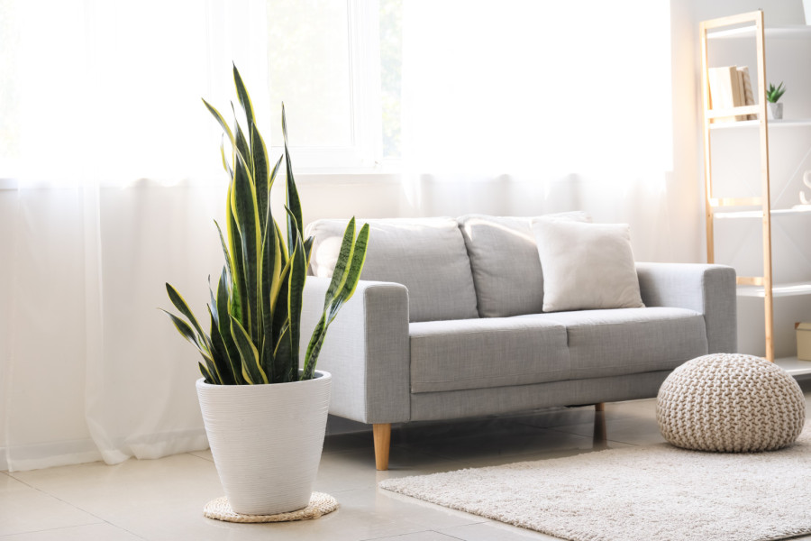 Četiri sobne biljke savršene za zimu: Izdržljive i osvežavaju vazduh u domu