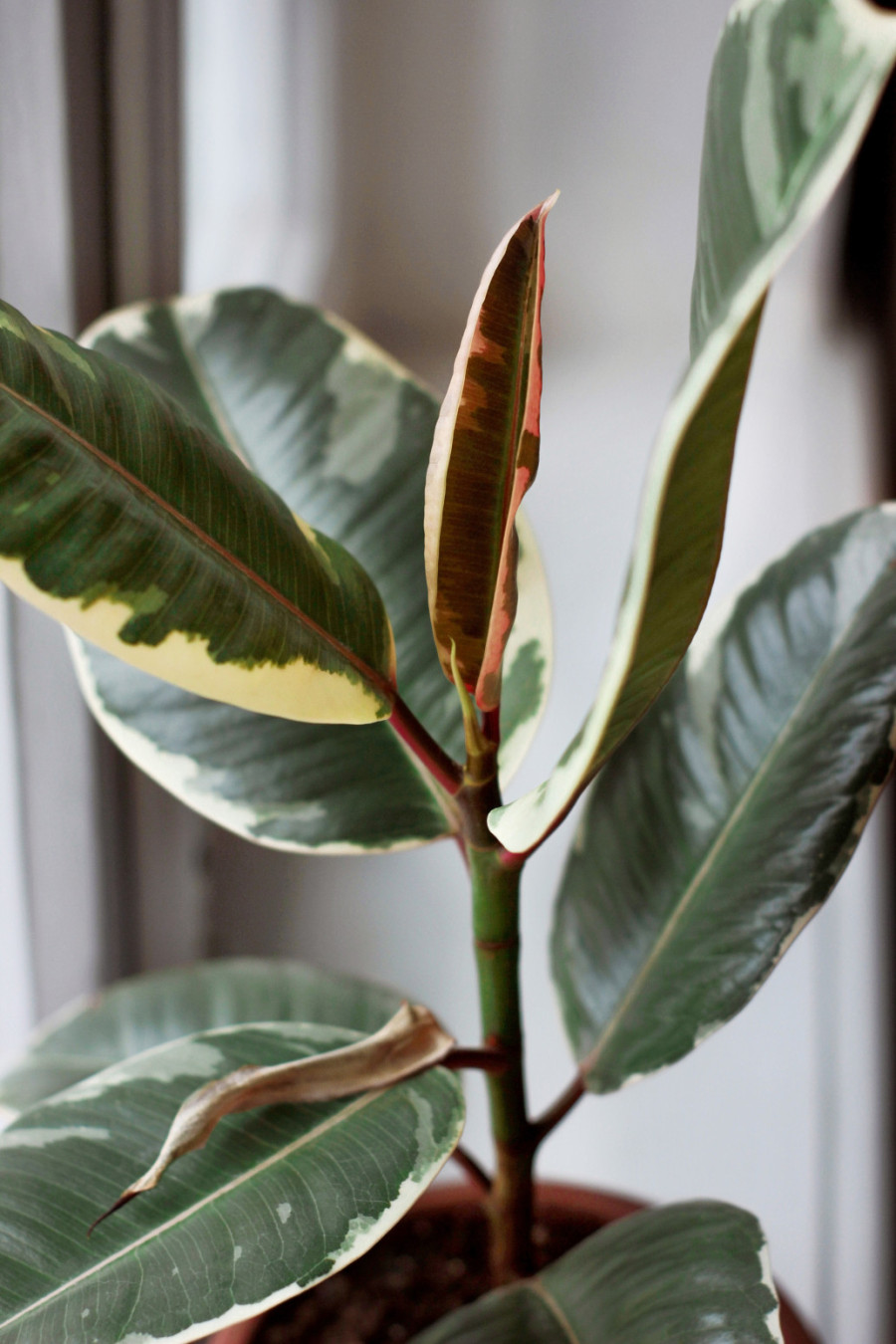 Četiri sobne biljke savršene za zimu: Izdržljive i osvežavaju vazduh u domu