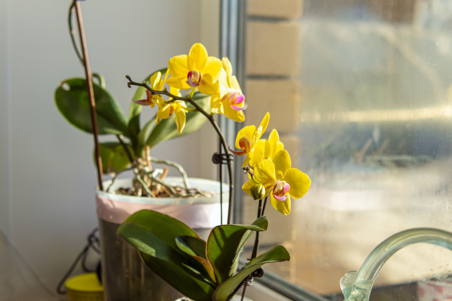 Tri najveća mita o orhidejama: Uopšte nisu zahtevne biljke
