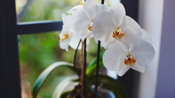 Tri najveća mita o orhidejama: Uopšte nisu zahtevne biljke