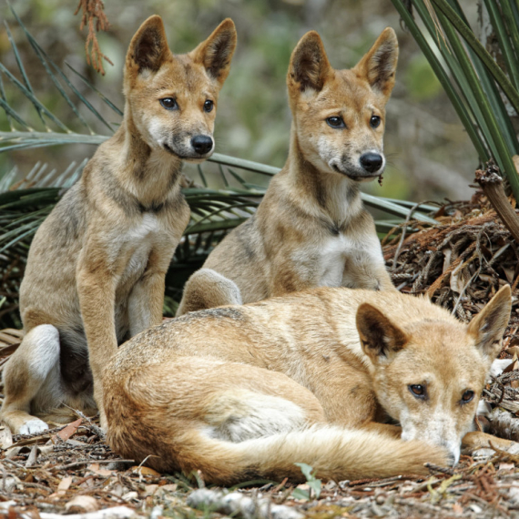 Čopor pasa ide na eutanaziju: Napali su turistu
