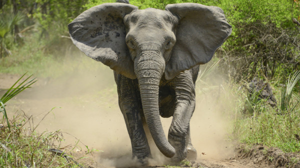 Slon ubica usmrtio turistu: Treća žrtva iste životinje u istom nacionalnom parku FOTO/VIDEO