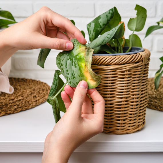 Biljka vam je naglo izgubila listove? Evo šta treba da uradite