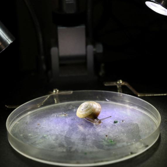 Neverovatan poduhvat naučnika: Spasili vrstu od izumiranja FOTO