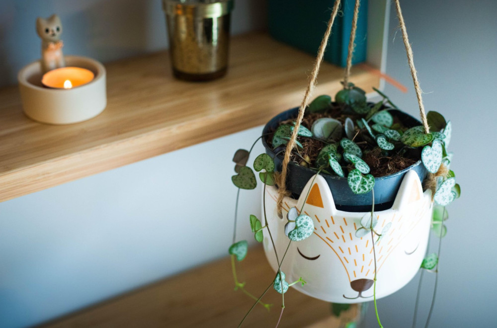 Ne traži ništa, a daje sve: Ova biljka unosi sreću i blagostanje u dom, a održava se lako