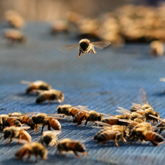 Sve je manje pčela: Zameniće ih roboti?