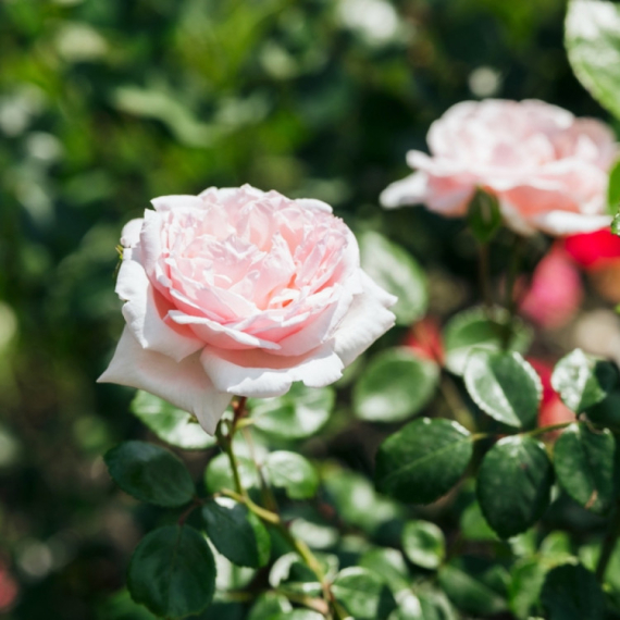 Mali trikovi za negu cveća: Magični prah pospite u februaru i imaćete najlepše ruže