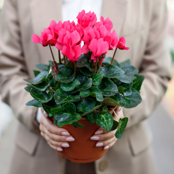 Ciklama cveta kao luda uz ovaj trik, ali pazite – jedna greška osuši je preko noći