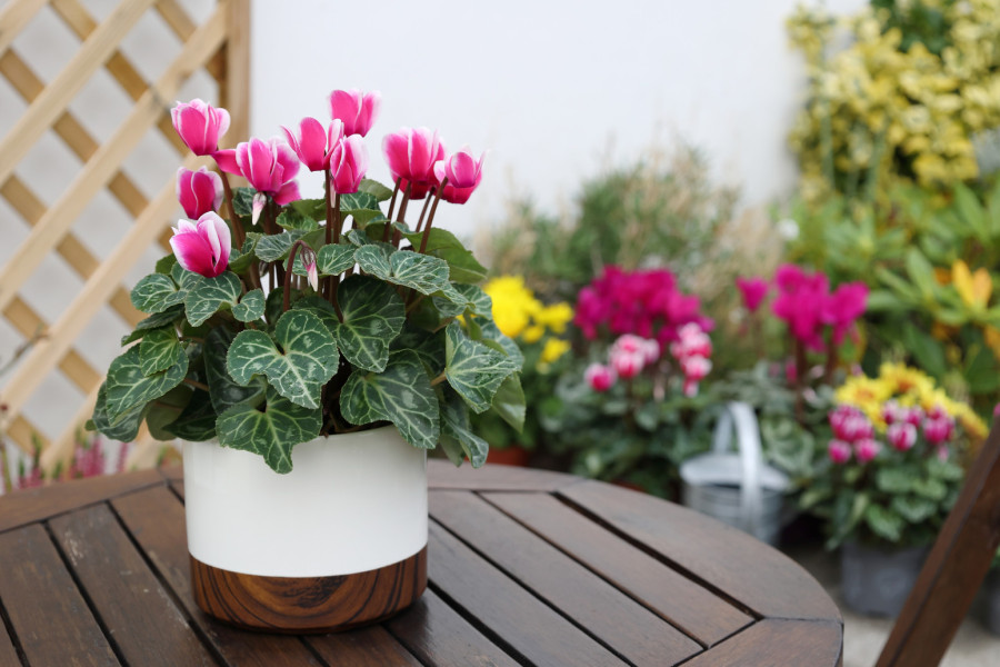 Ciklama cveta kao luda uz ovaj trik, ali pazite – jedna greška osuši je preko noći