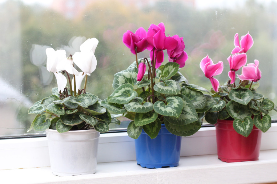 Da li vam biljke stoje na pogrešnom prozoru? Proverite i ispravite ovu grešku