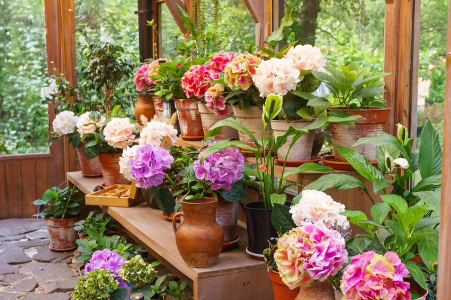 Šta da izbegavate, a šta da radite kako bi sobne biljke dočekale proleće zdrave