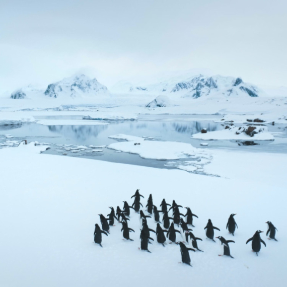 Srpska blogerka na Antarktiku: Susret sa pingvinima i netaknutom prirodom FOTO/VIDEO