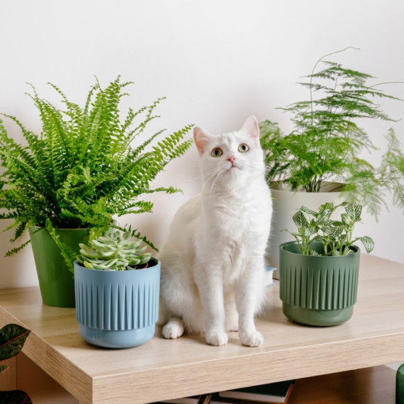 Biće vam od velike koristi: Sobne biljke koje mogu da spreče pojavu buđi u domu FOTO