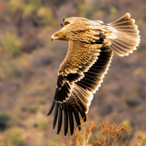 Carski orao se vraća u Srbiju: Kako je veličanstvena ptica promenila svest ljudi FOTO