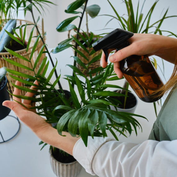 Kad se zalivaju sobne biljke? Postoji pravilo koje morate znati