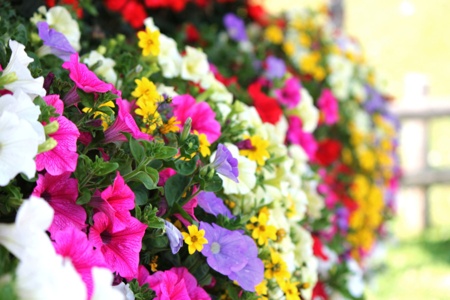Nova kraljica terasa: Ovo cveće svi sade ove sezone  FOTO