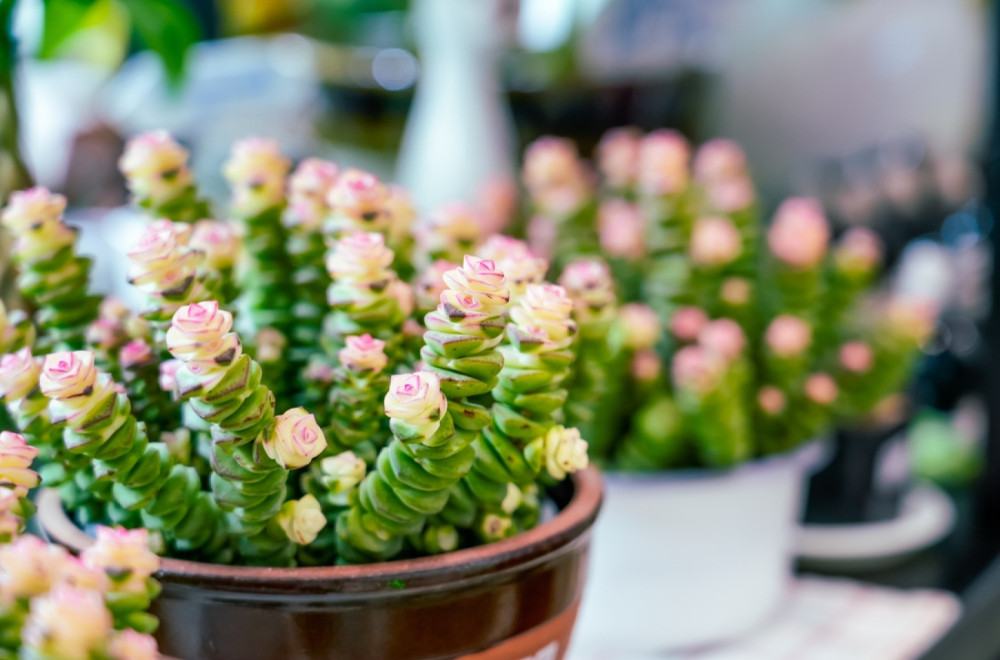 Što više cvetova – više i blagostanja: Drvo novca će bujati uz ovaj kuhinjski sastojak