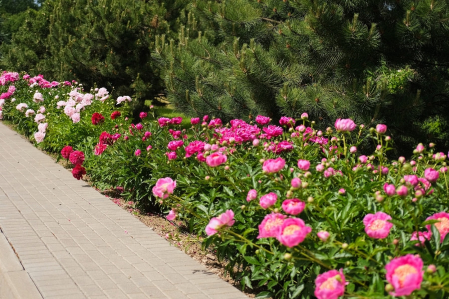 Ova prelepa biljka ženama donosi sreću, a cvetaće narednih 15 godina: Evo kako da je negujete