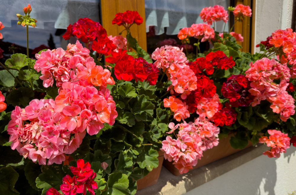 Koje cveće možete izneti napolje, a koje mora još da sačeka? FOTO