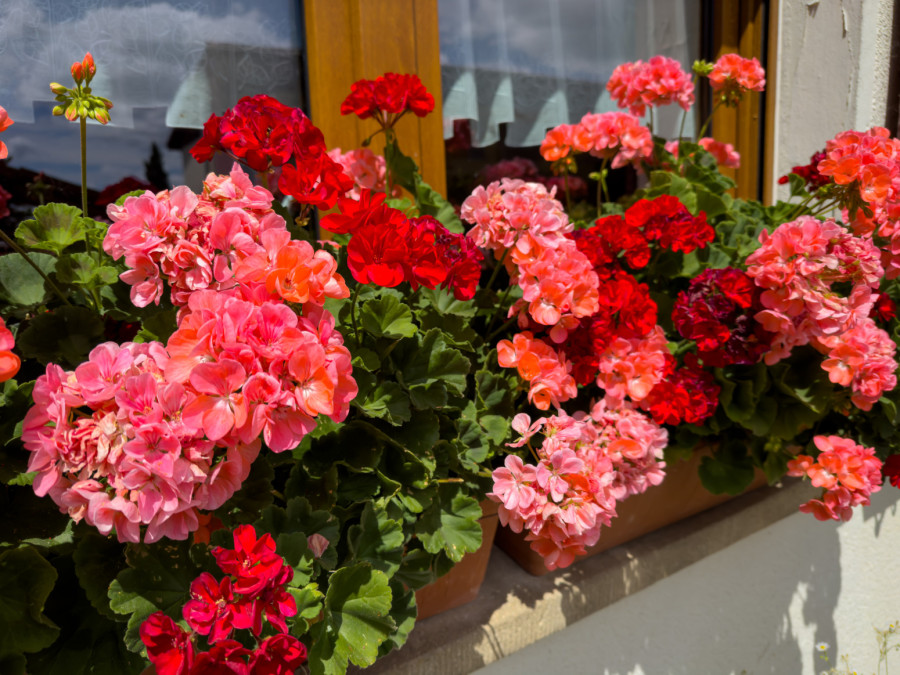 Uz ovaj zaboravljeni trik naših baka imaćete saksije pune cvetova