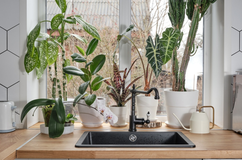 Ove biljke bi trebalo da imate u svojoj kuhinji – a evo i zašto FOTO