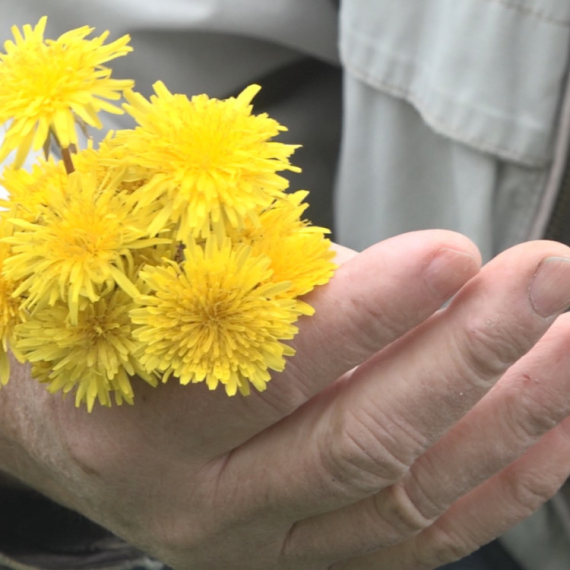 Biljka broj jedan za zdravlje: Često je gazimo, a prava je riznica vitamina FOTO
