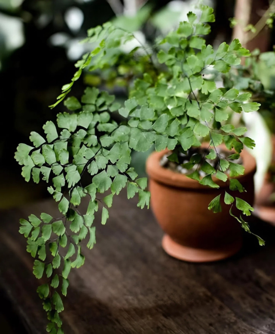 Šire ljubavnu energiju i teraju tugu: Ovo su najbolje vrste cveća za vaš dom