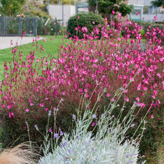 Ovaj cvet preživljava pakao od 40 stepeni i pretvara svako dvorište u raj FOTO