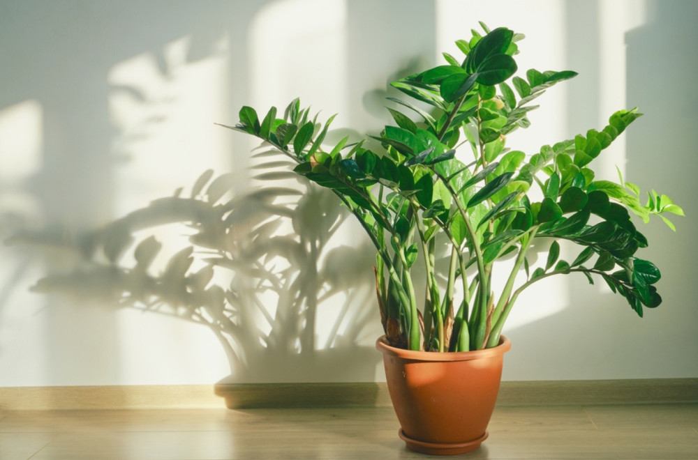 Zamija se ne stavlja bilo gde: Samo jedno mesto u domu privlači sreću i bogatstvo