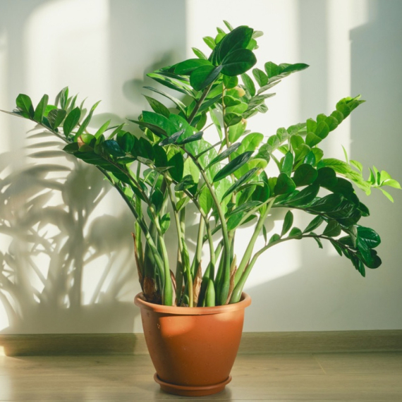 Zamija se ne stavlja bilo gde: Samo jedno mesto u domu privlači sreću i bogatstvo