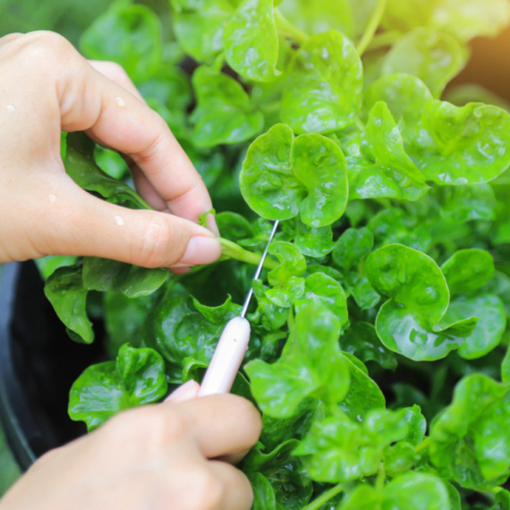 Ovo je najzdravije povrće na svetu; Strućnjaci otkrili zašto i kako da je uključite u ishranu
