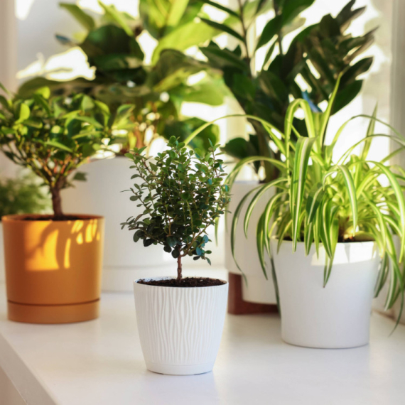 Da li vam biljke stoje na pogrešnom prozoru? Proverite i ispravite ovu grešku