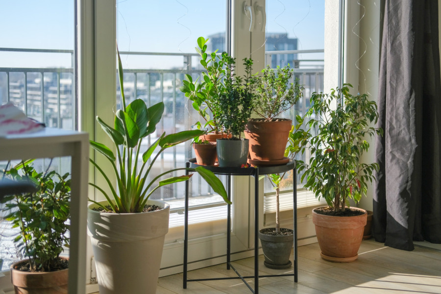 Da li vam biljke stoje na pogrešnom prozoru? Proverite i ispravite ovu grešku