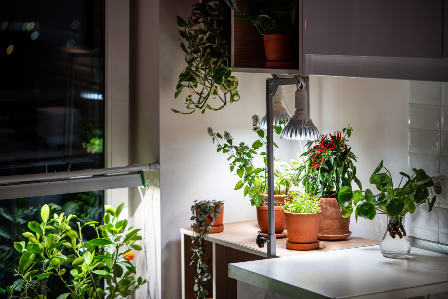 Da li vam biljke stoje na pogrešnom prozoru? Proverite i ispravite ovu grešku