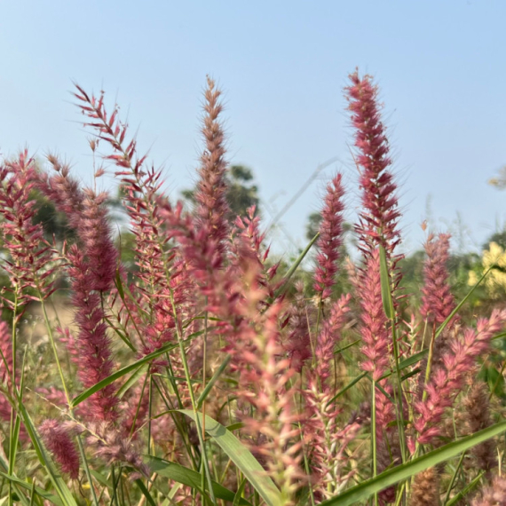 Eksperiment koji je sve iznenadio: Naučnici stvorili "super biljku" sa pet psihodelika