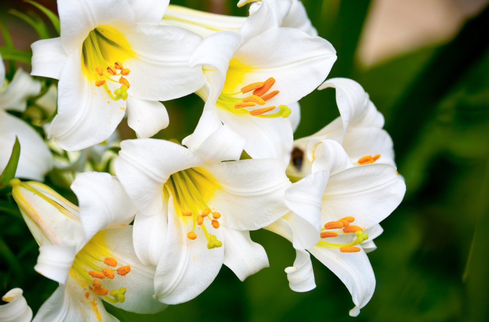 Kako da vam uskršnji ljiljan traje puno duže?