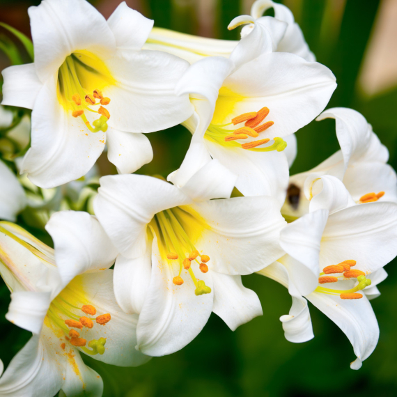 Briga o uskršnjem ljiljanu: Kako da traje puno duže nego što biste očekivali