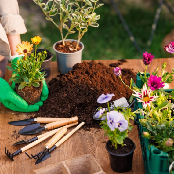 Za najlepše cveće: Jedna kap ovoga u saksiji čini čuda