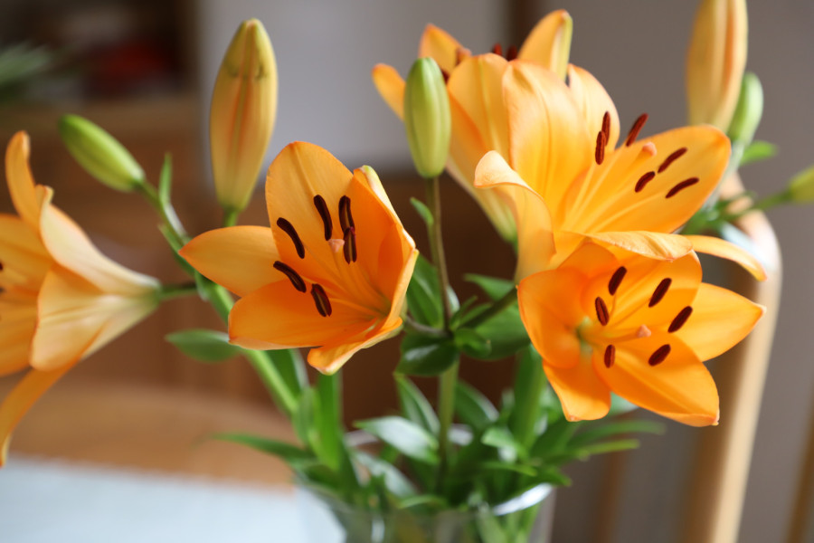 Cveće koje treba da imamo u kući za Vaskrs – za mir i radost celoj porodici