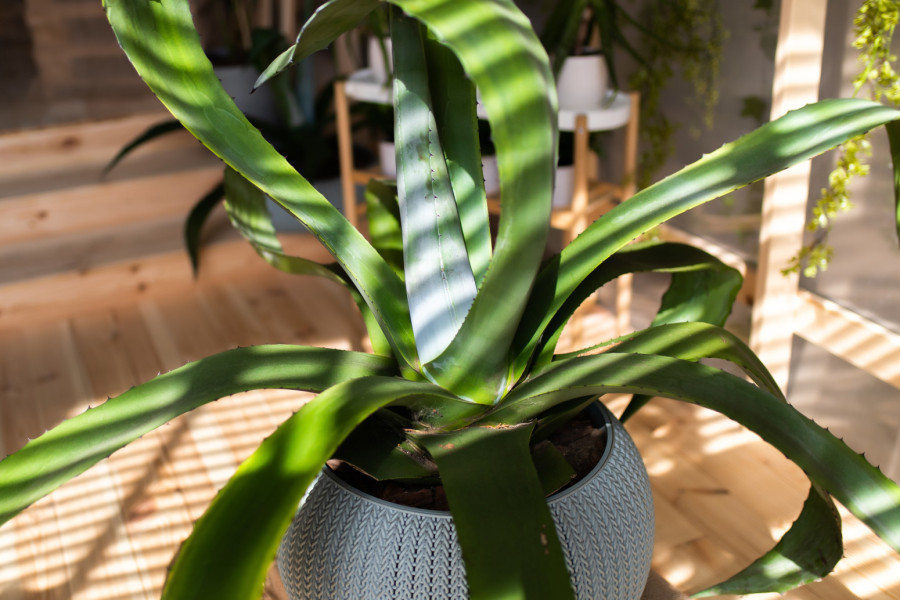 Ovo je najkorisnija biljka koju možete imati – pet je razloga za to