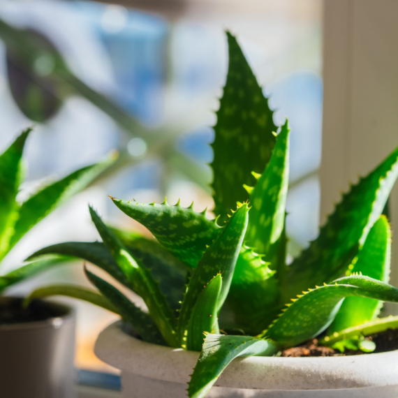 Ovo je najkorisnija biljka koju možete imati – pet je razloga za to