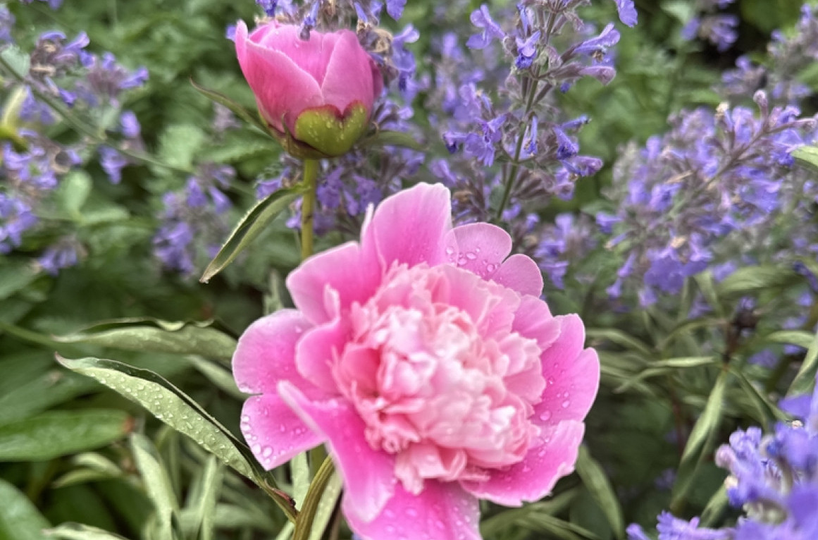 Raskošnim cvetovima ćete se diviti, a komarci beže od njih: Ova biljka je pravi dar prirode i nije zahtevna