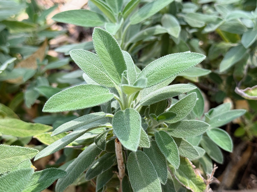 Cveće koje morate orezati u aprilu da bi cvetalo raskošnije nego ikad